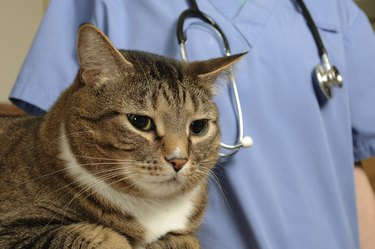 Tabby cat not looking happy at the vet