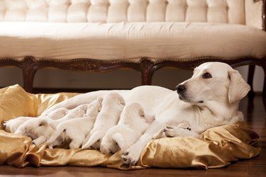 how long after water breaks do dogs have puppies