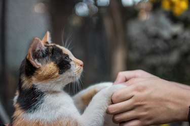 Close-Up Of Human Hands Holding Cat Paw