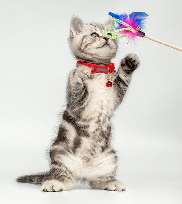 Pretty kitten (british shorthair) playing with a cat's toy