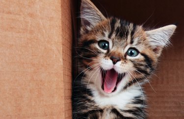Kitten smiling