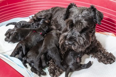 Dog breed miniature schnauzer puppies feeds