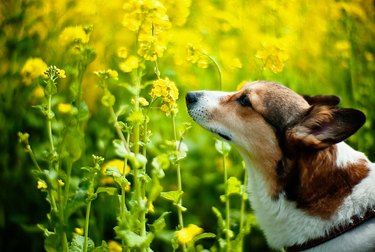 dog smelling yellow flowers