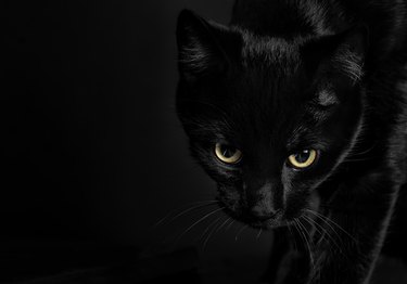 108 Spooky and Mysterious Cat Names | Cuteness