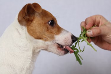 Dog vegetarian, Jack Russell terrier eating salad