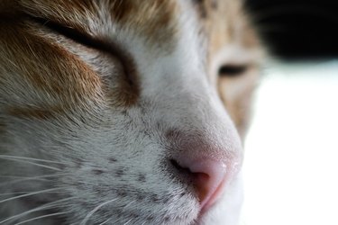 Closeup of cute cat