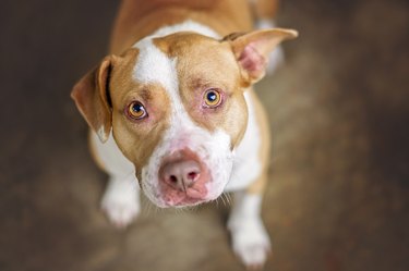 Pit bull clearance puppy biting