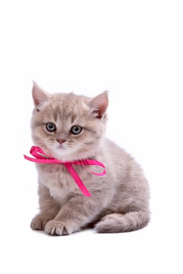 Cat isolated on white background