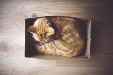 Shoe box cat