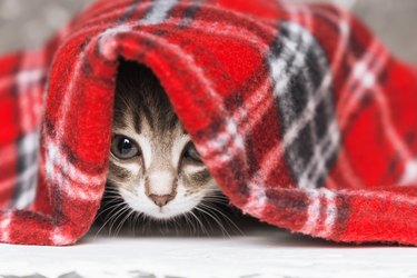 Cute little kitten looks out from under red warm plaid, close up