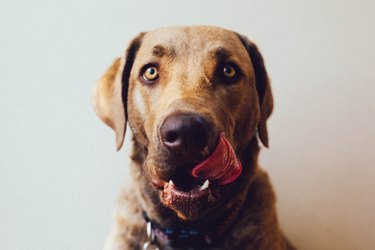 dog licking lips and looking at camera