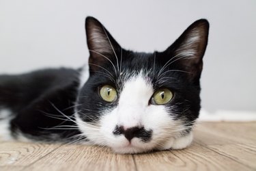 Tuxedo cat