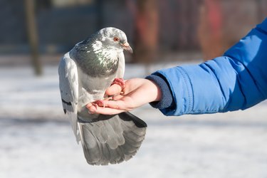 the pigeon sits on a hand of the person