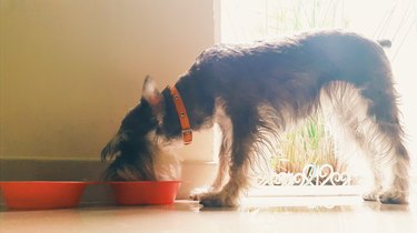 Side View Of Schnauzer Dog Feeding At Home