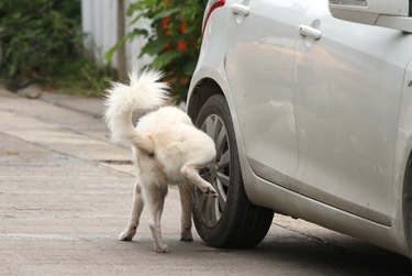 Dog peeing on wheel of car