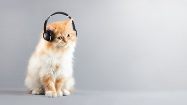 Cat Siting on Floor Listening music with Headphones And Copy space at right of farme.