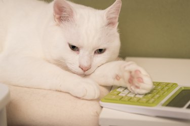 White cat leaning on a lime green calculator.