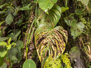 large plant leaves in the rainforest of Costa Rica