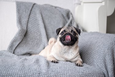 Puppy pug lying on a couch with their tongue out.