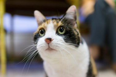 Closeup of cute calico cats face with dilated pupils