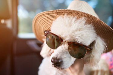 Dog in sunglasses with hat