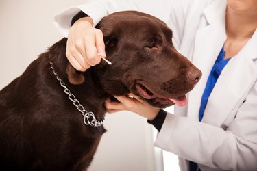 Cleaning the ears of a dog