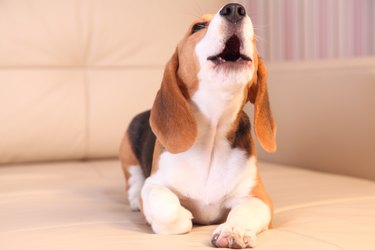 Beagle puppy on a white leather sofa, barking