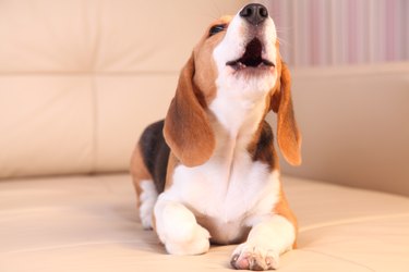 Female Beagle puppy on a white leather sofa, barking