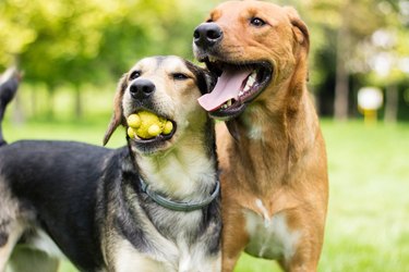 how do dogs make friends