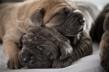 Two cane corso mastiff puppies sleeing in a pile