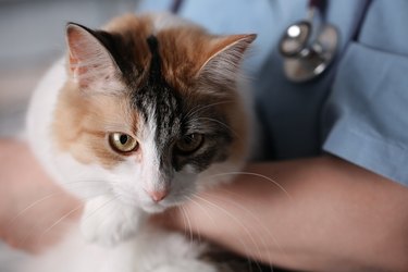 cat in doctor arms