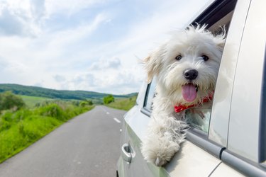 Bichon Frise Looking out of car window