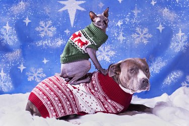 Holiday portrait of a Pitbull and a Sphynx cat in Christmas sweaters with blue snow flake background