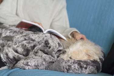 Woman on sofa covered with blanket reading a book and petting her dog