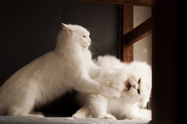 Two persian cats fighting