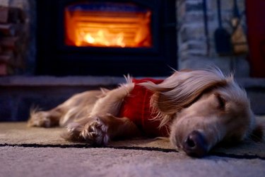 dachshund puppy naps by fireplace