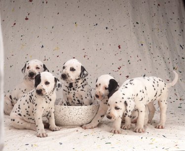 5 Dalmatian puppies on a paint spattered wall