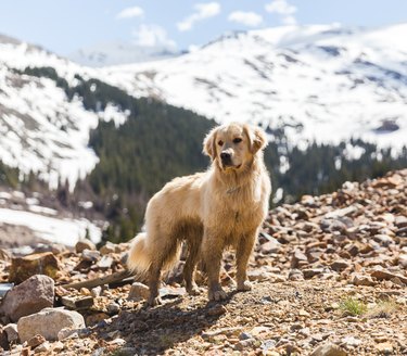 Labrador Retriever Dog in Colorado Mountains
