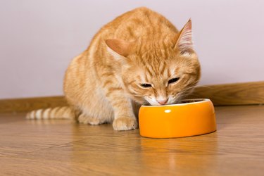 Red cat and bowl of dry food