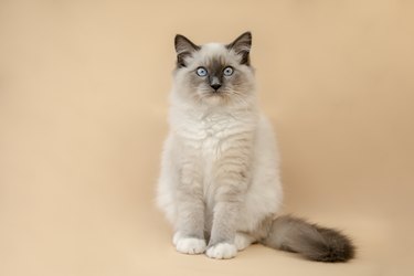 studio portrait of fluffy kitten