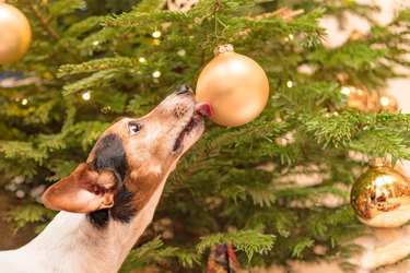 cute dog licking christmas ornament on christmas tree