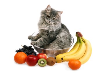 What Can I Feed My Cat or Kitten?