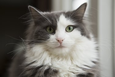 Close up of gray and white cat with green eyes