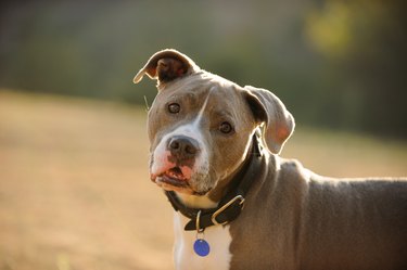 American Pit Bull Terrier dog