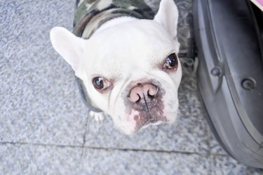 French bulldog looking to the camera