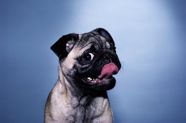 Pug dog licking lips, portrait