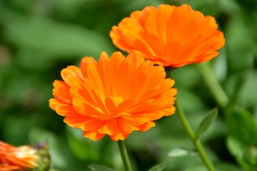 Close-Up Of Orange Field Marigold Flower