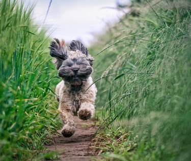 Small Furry Dog running Through Field