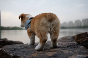 close up butt of purebred cute brown corgi dog