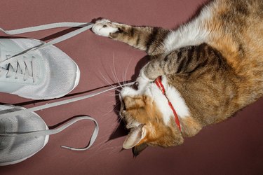 Pretty redhead cat gnawing bootlaces of sneakers on pink and brown floor. Top view, flat lay